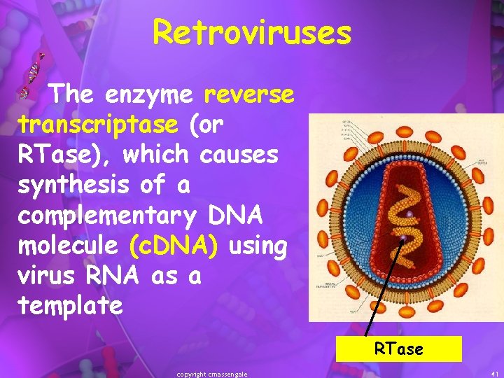 Retroviruses The enzyme reverse transcriptase (or RTase), which causes synthesis of a complementary DNA