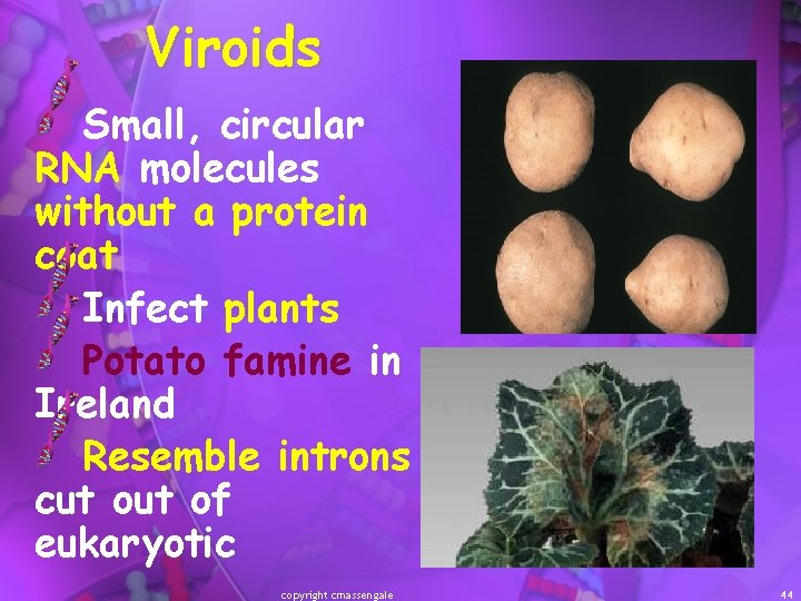 Viroids Small, circular RNA molecules without a protein coat Infect plants Potato famine in