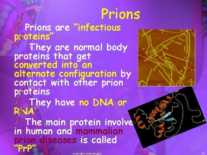 Prions are “infectious proteins” They are normal body proteins that get converted into an