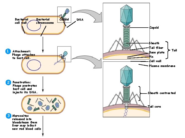 Bacterial cell wall Bacterial chromosome Capsid DNA Capsid Sheath Tail fiber 1 Attachment: Base