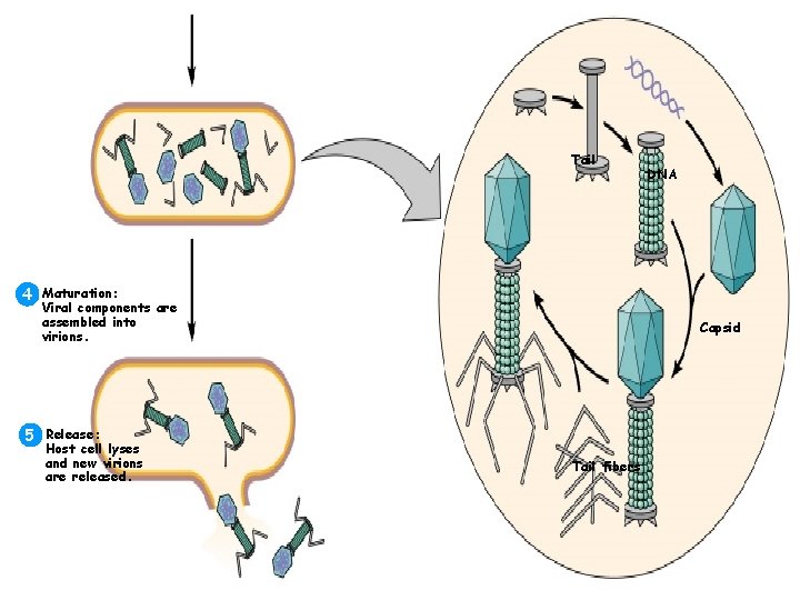 Tail DNA 4 Maturation: Viral components are assembled into virions. Capsid 5 Release: Host