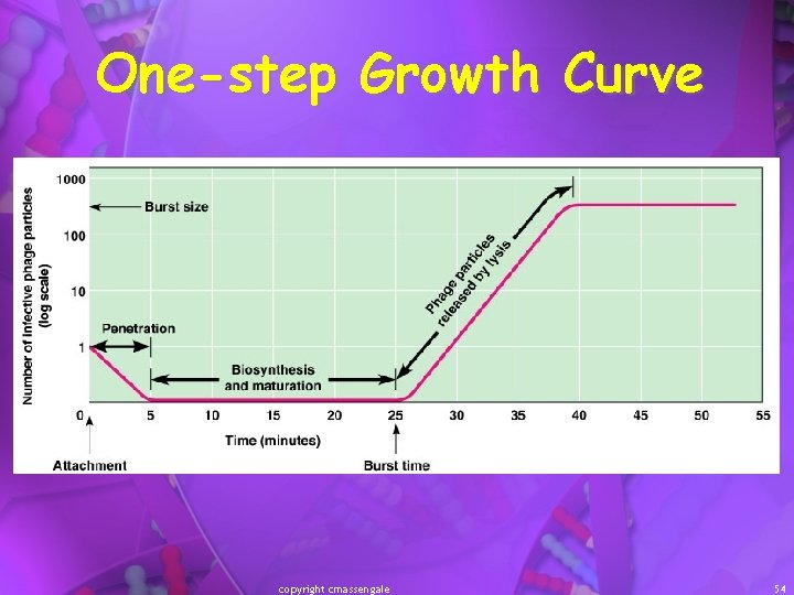 One-step Growth Curve copyright cmassengale 54 