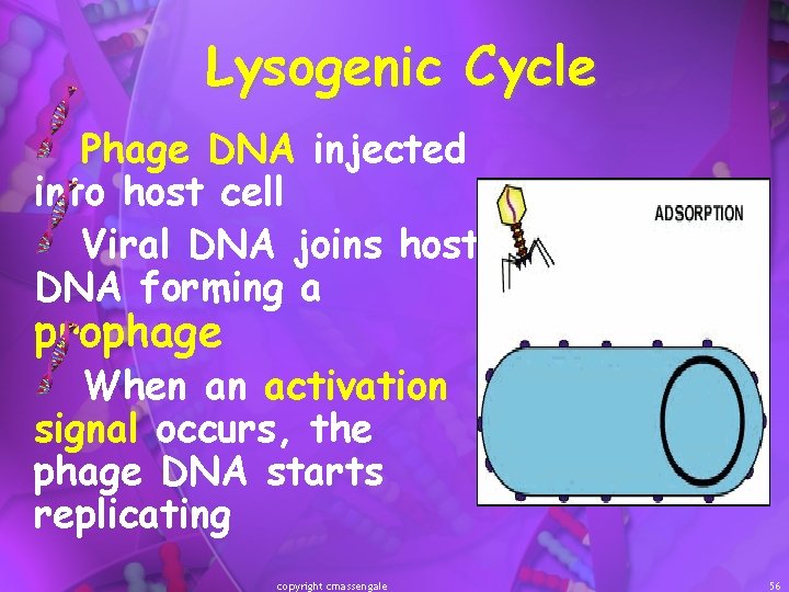 Lysogenic Cycle Phage DNA injected into host cell Viral DNA joins host DNA forming