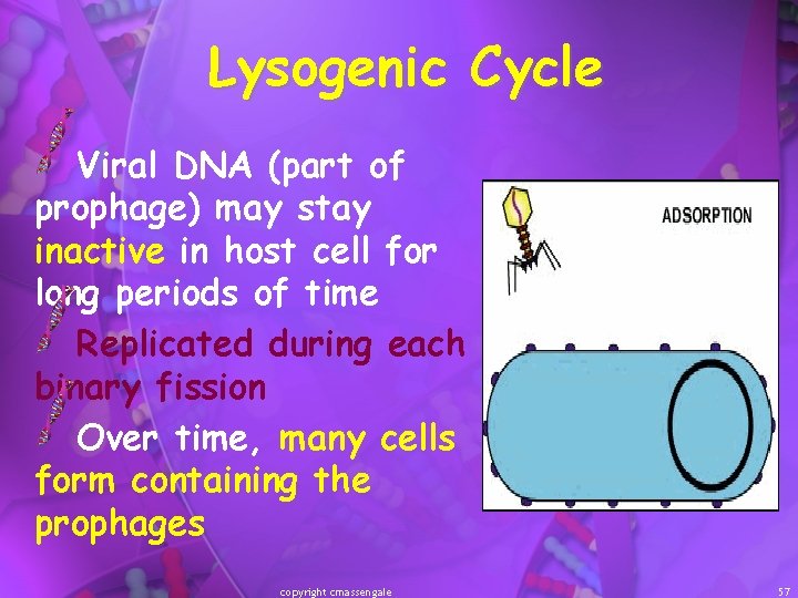 Lysogenic Cycle Viral DNA (part of prophage) may stay inactive in host cell for