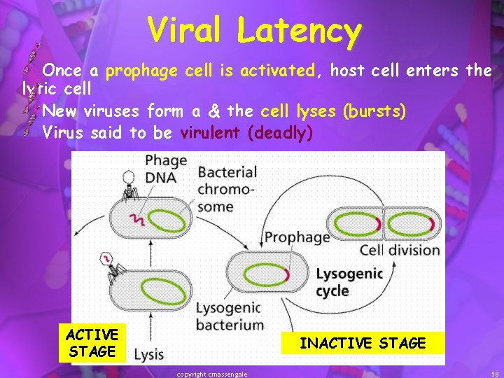 Viral Latency Once a prophage cell is activated, host cell enters the lytic cell