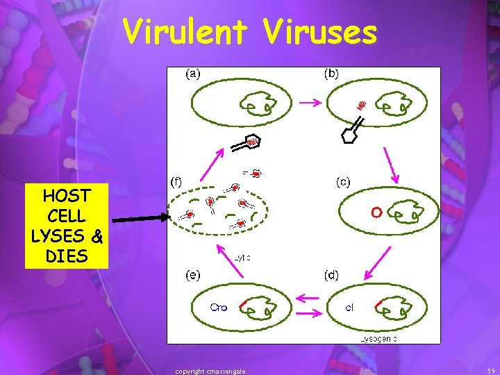 Virulent Viruses HOST CELL LYSES & DIES copyright cmassengale 59 