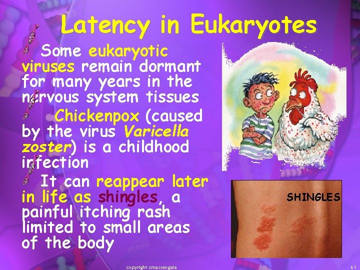 Latency in Eukaryotes Some eukaryotic viruses remain dormant for many years in the nervous