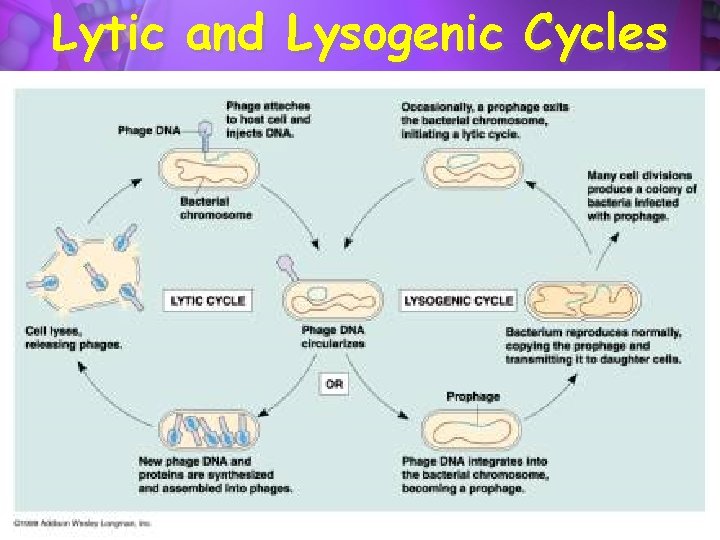 Lytic and Lysogenic Cycles copyright cmassengale 63 