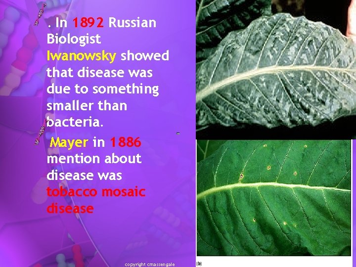 . In 1892 Russian Biologist Iwanowsky showed that disease was due to something smaller