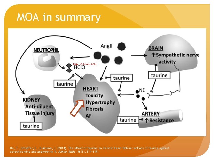 MOA in summary Hypo-chlorous acid Ito, T. , Schaffer, S. , & Azuma, J.