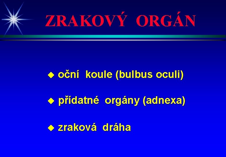 ZRAKOVÝ ORGÁN u oční koule (bulbus oculi) u přídatné orgány (adnexa) u zraková dráha