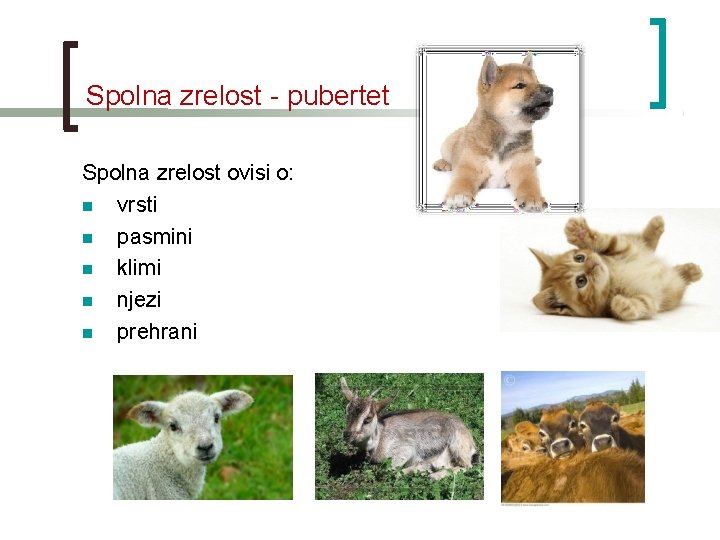 Spolna zrelost - pubertet Spolna zrelost ovisi o: vrsti pasmini klimi njezi prehrani 