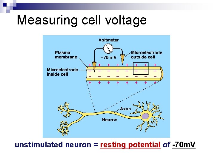 Measuring cell voltage unstimulated neuron = resting potential of -70 m. V 