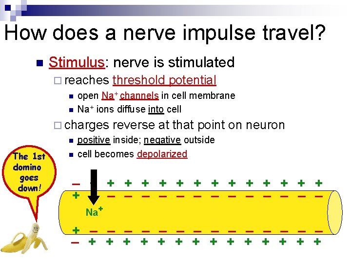 How does a nerve impulse travel? n Stimulus: nerve is stimulated ¨ reaches n
