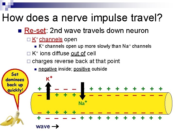 How does a nerve impulse travel? n Re-set: 2 nd wave travels down neuron