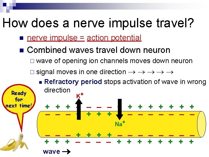 How does a nerve impulse travel? n nerve impulse = action potential n Combined
