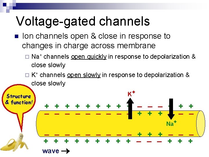 Voltage-gated channels n Ion channels open & close in response to changes in charge