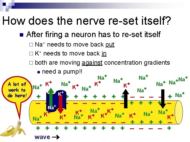How does the nerve re-set itself? n After firing a neuron has to re-set