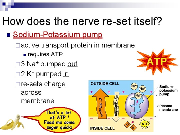 How does the nerve re-set itself? n Sodium-Potassium pump ¨ active n transport protein