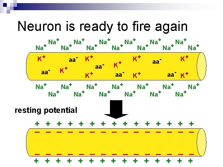 Neuron is ready to fire again Na+ Na+ K+ aa- aa. Na+ Na+ K+