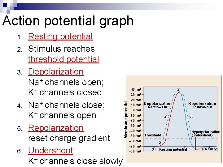 Action potential graph 2. 3. 4. 5. 6. Resting potential Stimulus reaches threshold potential