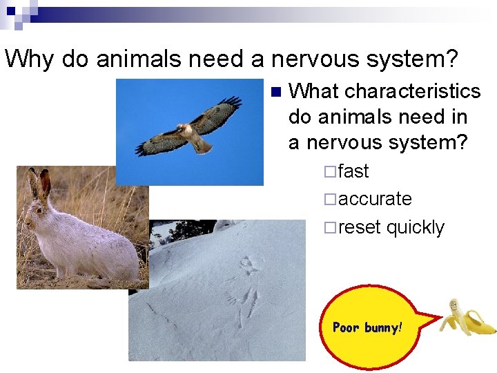 Why do animals need a nervous system? n What characteristics do animals need in