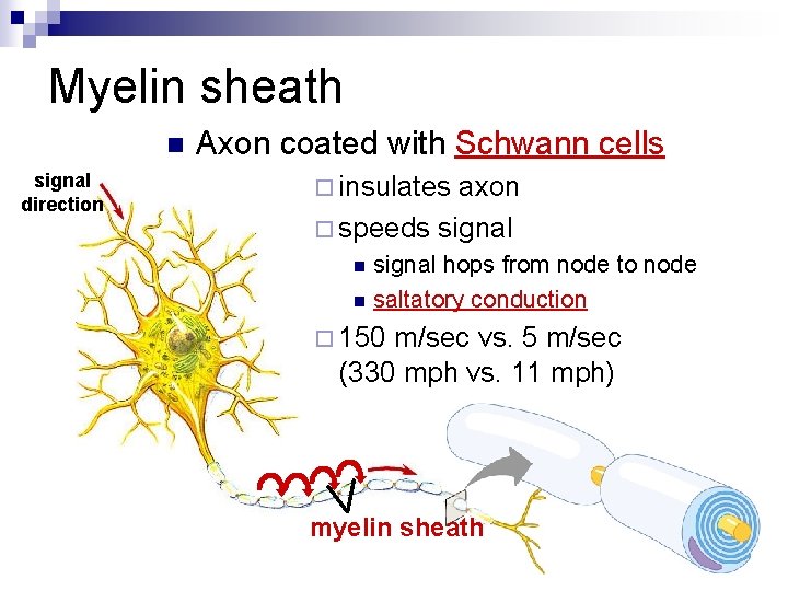 Myelin sheath n signal direction Axon coated with Schwann cells ¨ insulates axon ¨