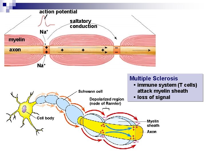 action potential saltatory conduction Na+ myelin axon + + + – – Na+ Multiple