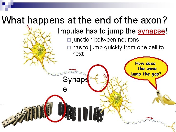 What happens at the end of the axon? Impulse has to jump the synapse!