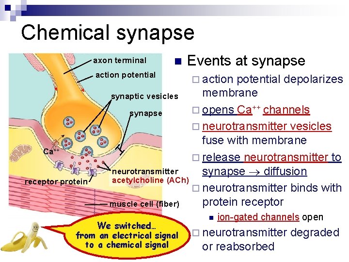 Chemical synapse axon terminal n action potential Ca++ receptor protein Events at synapse potential