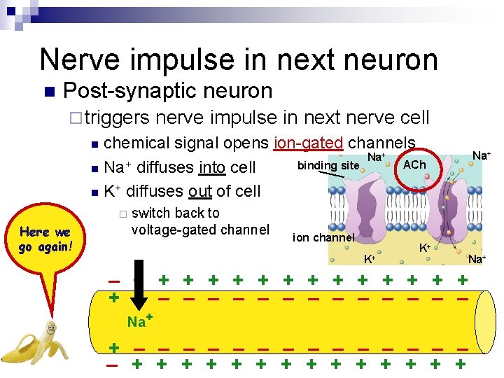 Nerve impulse in next neuron n Post-synaptic neuron ¨ triggers nerve impulse in next