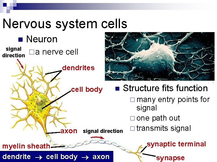 Nervous system cells n signal direction Neuron ¨a nerve cell dendrites cell body n