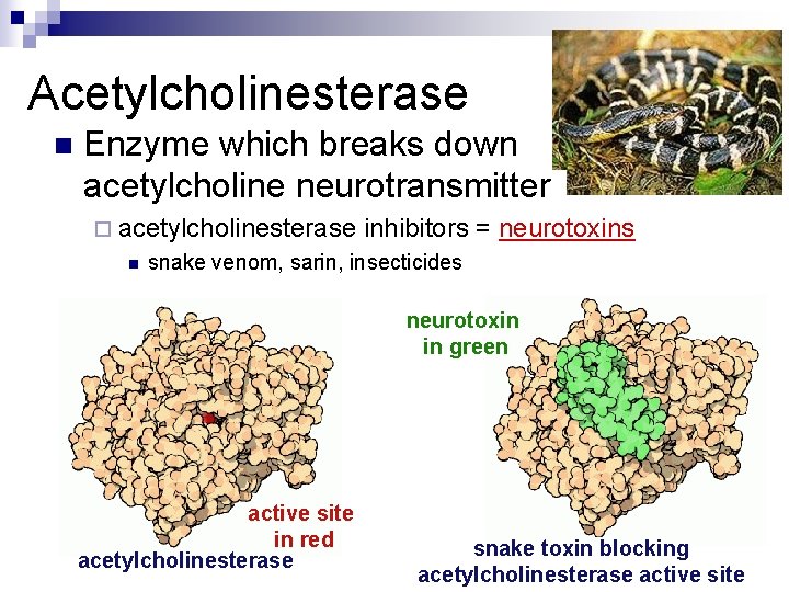 Acetylcholinesterase n Enzyme which breaks down acetylcholine neurotransmitter ¨ acetylcholinesterase n inhibitors = neurotoxins