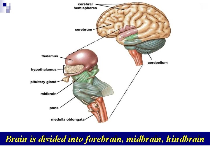 Brain is divided into forebrain, midbrain, hindbrain 