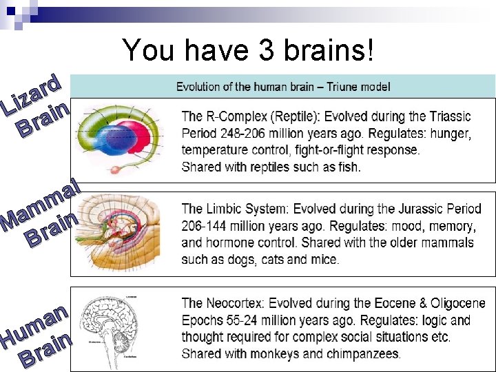 You have 3 brains! d r a z i L ain Br l a