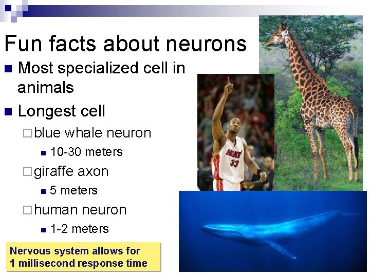 Fun facts about neurons Most specialized cell in animals n Longest cell n ¨