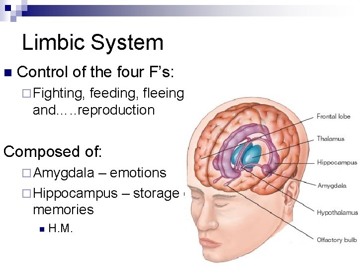 Limbic System n Control of the four F’s: ¨ Fighting, feeding, fleeing and…. .