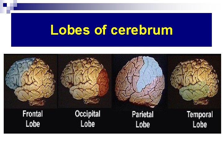 Lobes of cerebrum 