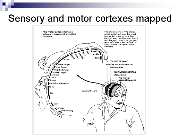 Sensory and motor cortexes mapped 