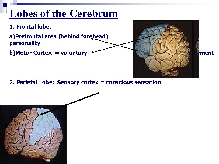 Lobes of the Cerebrum 1. Frontal lobe: a)Prefrontal area (behind forehead) personality = b)Motor