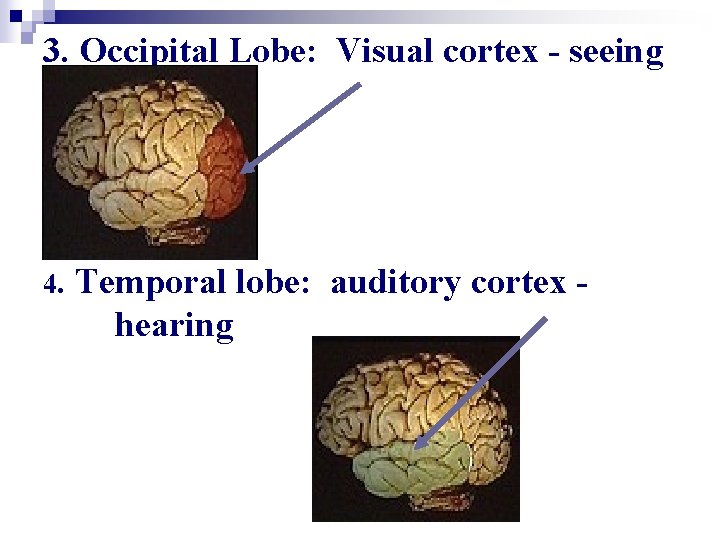 3. Occipital Lobe: Visual cortex - seeing 4. Temporal lobe: auditory cortex hearing 