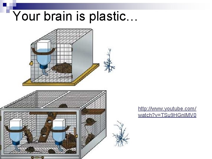 Your brain is plastic… http: //www. youtube. com/ watch? v=TSu 9 HGnl. MV 0