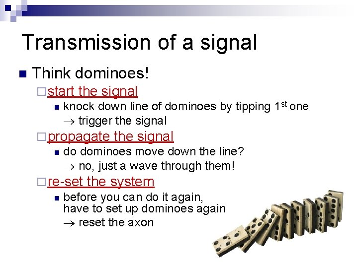 Transmission of a signal n Think dominoes! ¨ start the signal n knock down