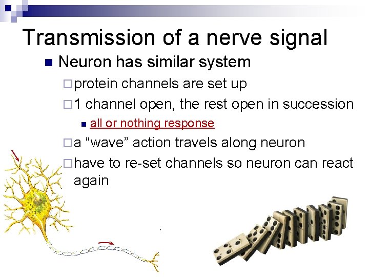 Transmission of a nerve signal n Neuron has similar system ¨ protein channels are