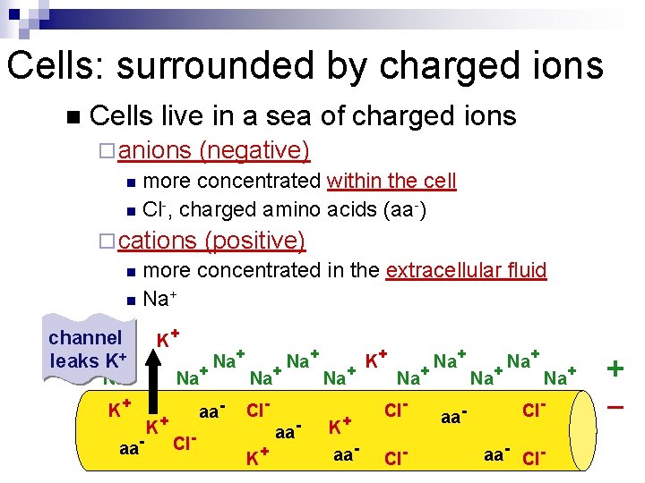 Cells: surrounded by charged ions n Cells live in a sea of charged ions