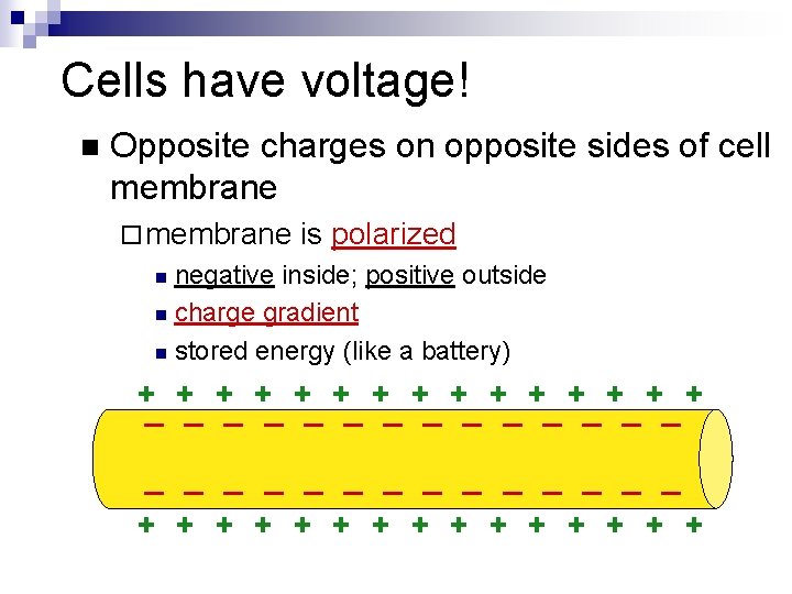 Cells have voltage! n Opposite charges on opposite sides of cell membrane ¨ membrane