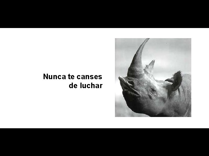 Nunca te canses de luchar 