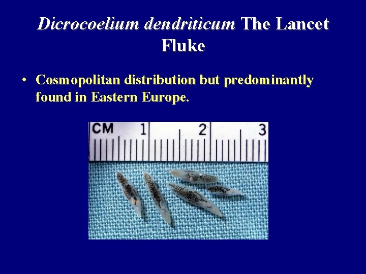 Dicrocoelium dendriticum The Lancet Fluke • Cosmopolitan distribution but predominantly found in Eastern Europe.