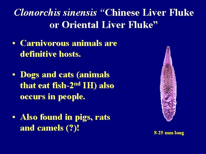Clonorchis sinensis “Chinese Liver Fluke or Oriental Liver Fluke” • Carnivorous animals are definitive