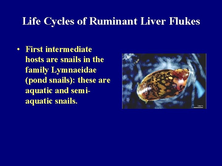 Life Cycles of Ruminant Liver Flukes • First intermediate hosts are snails in the
